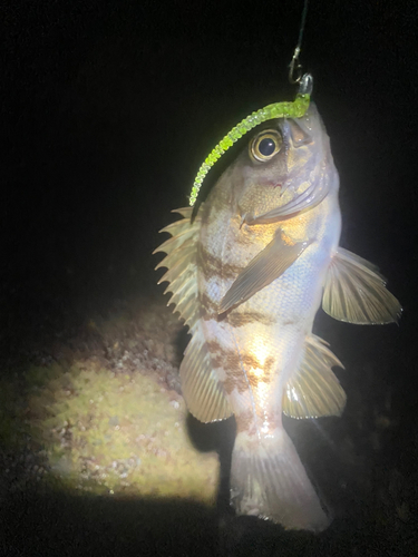 シロメバルの釣果