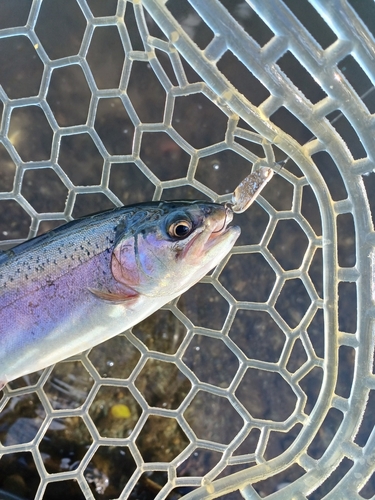 ニジマスの釣果