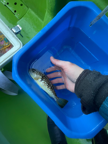 コモンフグの釣果