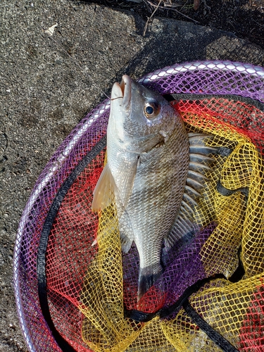 キチヌの釣果