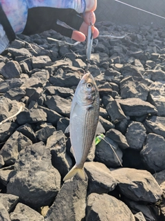 コノシロの釣果