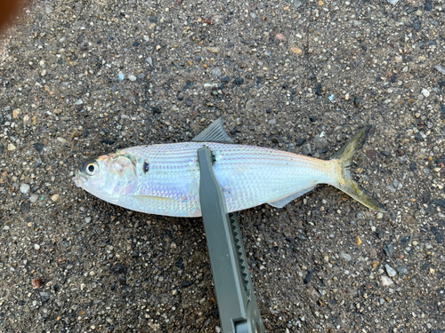 コノシロの釣果