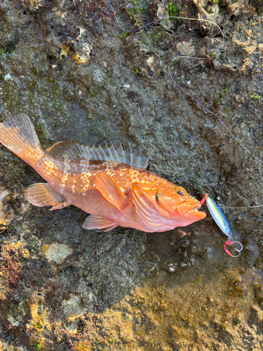 キジハタの釣果