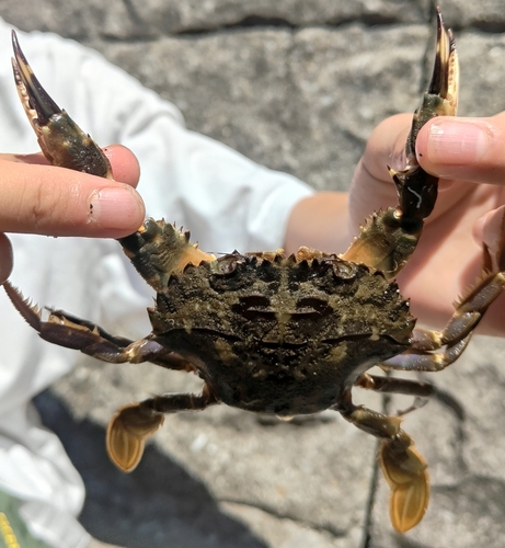 ガザミの釣果