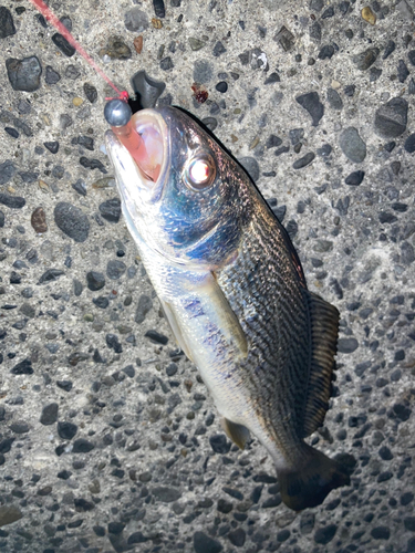 シログチの釣果