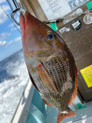 アマミフエフキの釣果