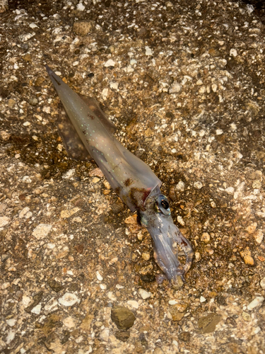 ヤリイカの釣果