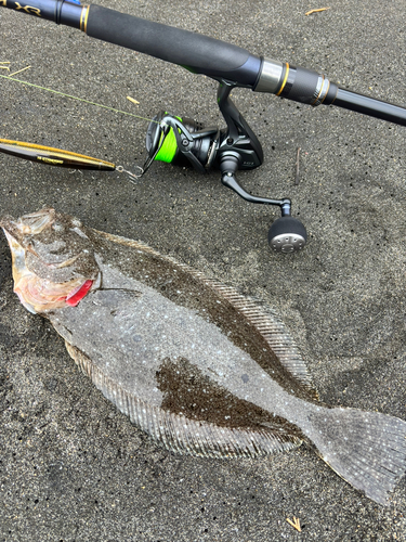 ソゲの釣果