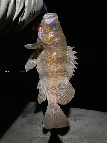 メバルの釣果