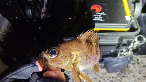 メバルの釣果