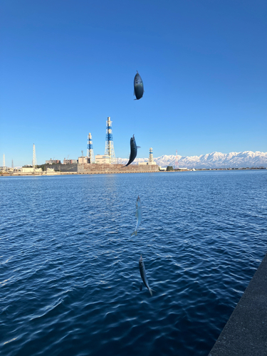 コノシロの釣果