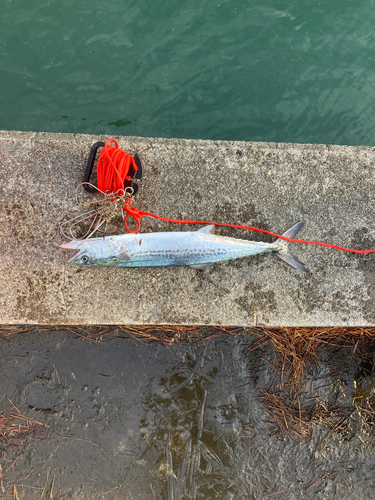 サゴシの釣果