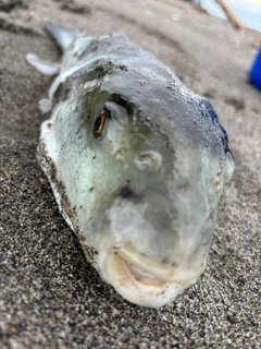 トラフグの釣果