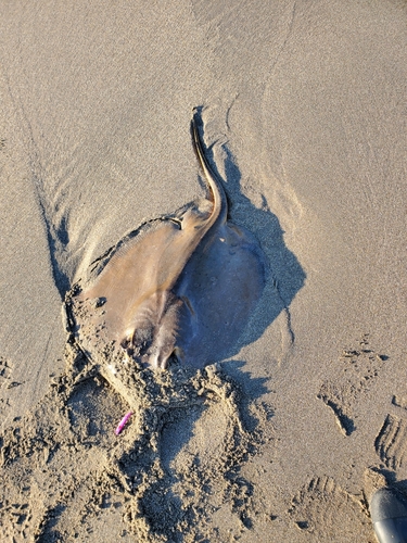 エイの釣果