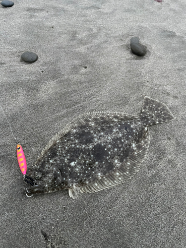 ソゲの釣果