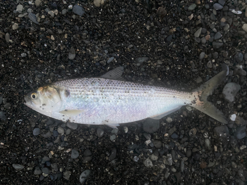 コノシロの釣果