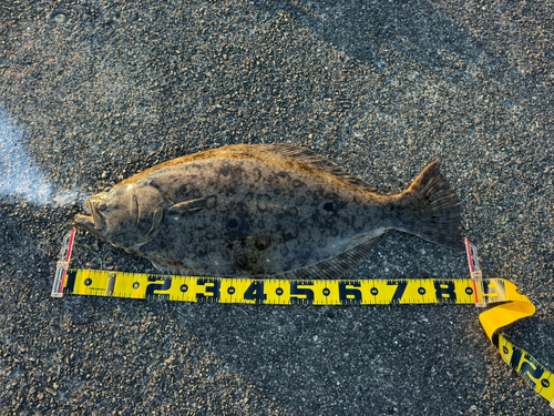 ヒラメの釣果