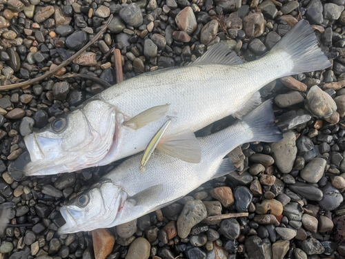 ヒラスズキの釣果