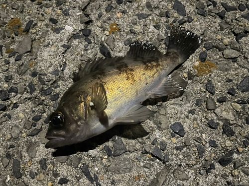 メバルの釣果
