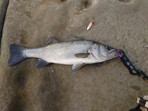 ヒラスズキの釣果