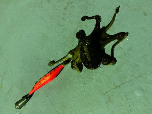 イイダコの釣果