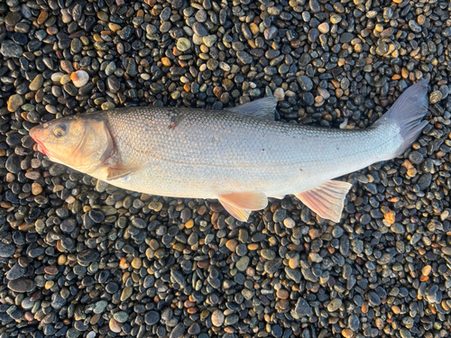 ウグイの釣果