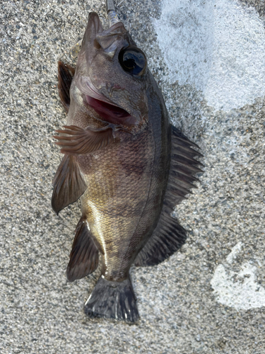 メバルの釣果