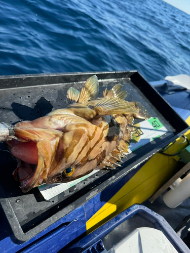 ホウキハタの釣果