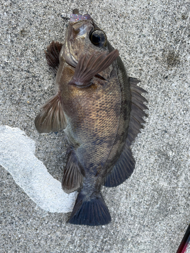 メバルの釣果