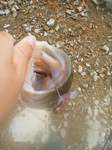 ブラックバスの釣果