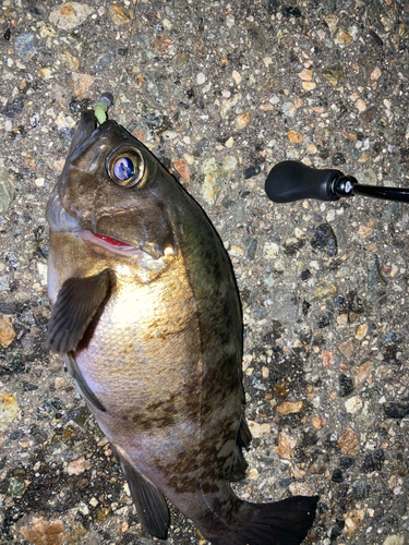 メバルの釣果