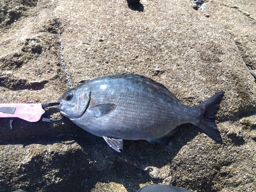 イスズミの釣果