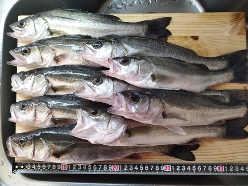 シーバスの釣果