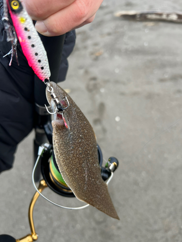 シタビラメの釣果