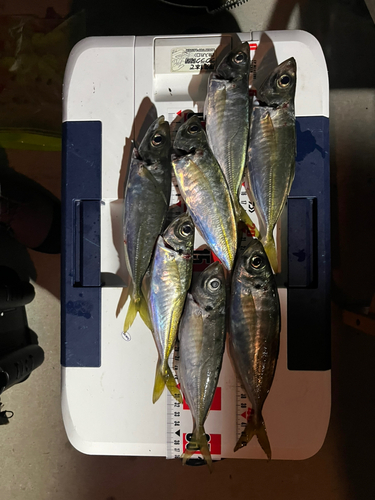 アジの釣果