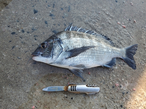 チヌの釣果