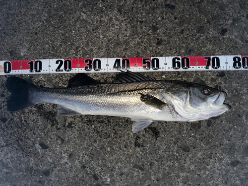 スズキの釣果