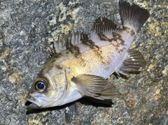 シロメバルの釣果