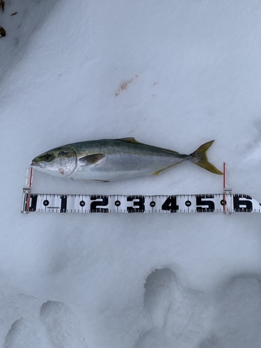 イナダの釣果