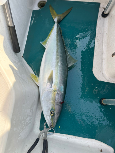 ブリの釣果