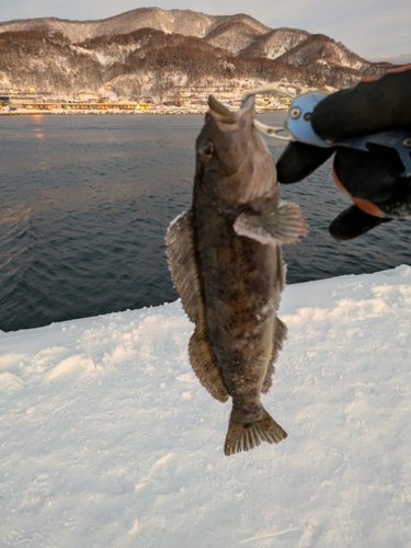 アブラコの釣果