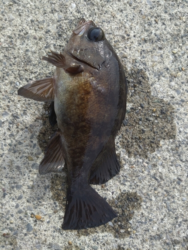 メバルの釣果