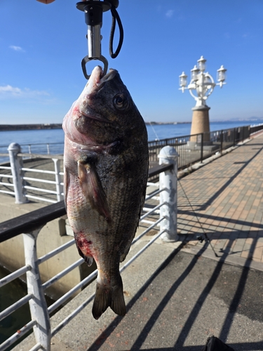 チヌの釣果