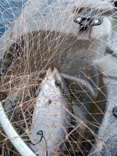 ヒレナガカンパチの釣果