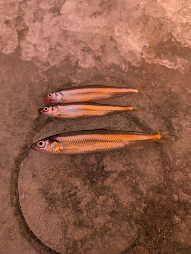 ワカサギの釣果