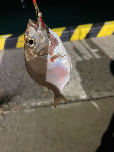 キスの釣果