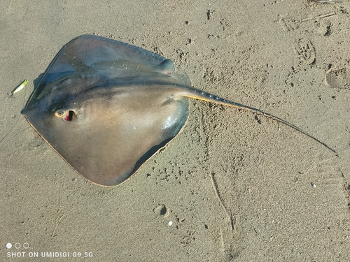 エイの釣果