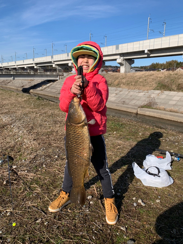 コイの釣果