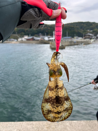 アオリイカの釣果