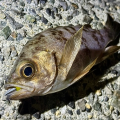 シロメバルの釣果